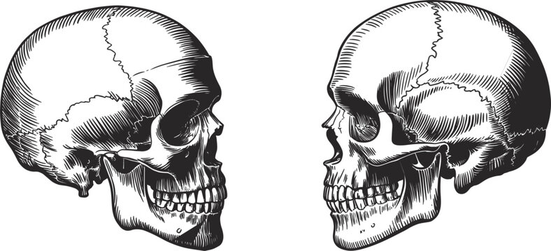 Human skull side view illustrations, anatomical engraving vector artwork for medical education and gothic design