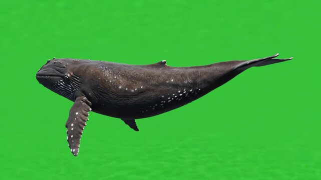 Realistic 3D sperm whale swimming gracefully with slow tail fluke movement against a bright green screen background for easy isolation