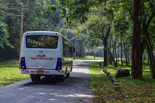 Thekkady, Kerala, India &ndash; November 15, 2025: A Kerala Forest Department bus travels along a scenic tree-lined road inside Periyar Tiger Reserve transporting visitors through India's renowned sanctuary