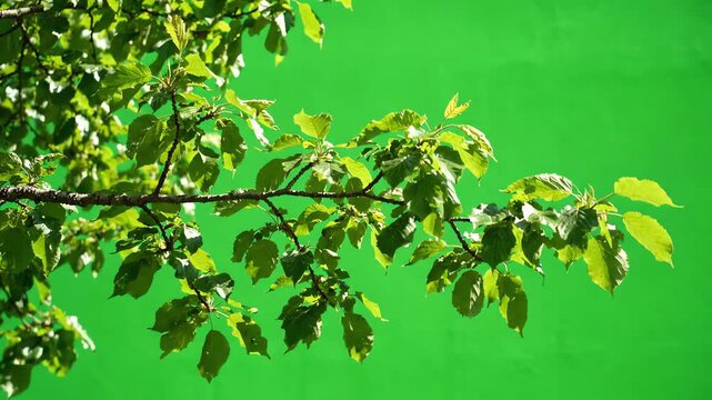 Realistic leafy tree branch swaying gently in the wind against a professional chroma key green screen background for video editing