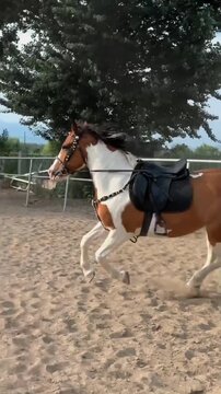 Beautiful Brown And White Paint Horse Trotting In Sandy Arena With Saddle