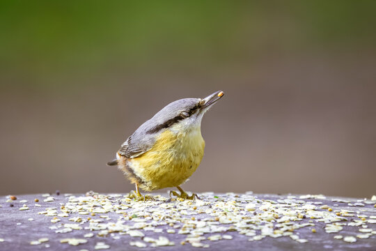 Mit stolz erhobenem Schnabel und einem winzigen Samenkorn wie eine edle Troph&auml;e balanciert dieser Kleiber auf seinem gedeckten Tisch. Die Augen sind vor purem Genuss halb geschlossen, als w&uuml;rde er jed