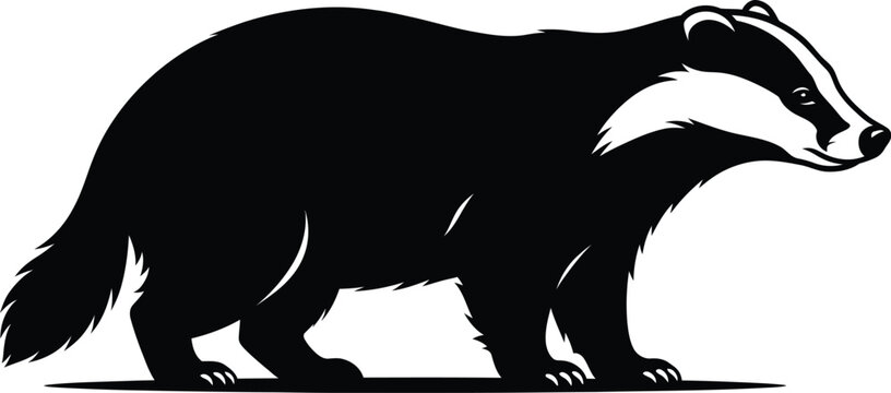 Black badger walking on ground
