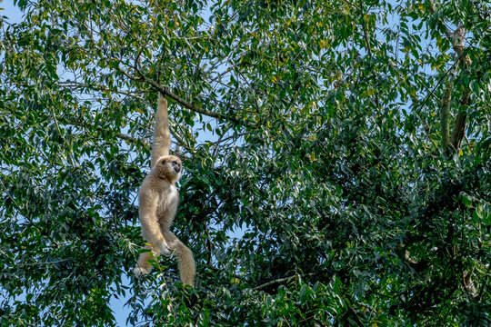 White-handed gibbon or Gibbons on trees, gibbon hanging from the tree branch. Animal in the wild, KhaoYai National Park, Thailand.