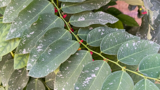 Katuk leaves as a breast milk booster for pregnant women