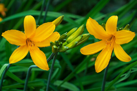 Hemerocallis minor flowers (Hemerocallis middendorffii) in the Peter the Great Botanical Garden on a summer day, Saint Petersburg, Russia