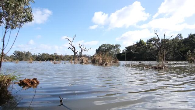 Darlingsford Lake at Melton Botanic Garden, Victoria, Australia, with dead trees standing in the water and native bushland in background.