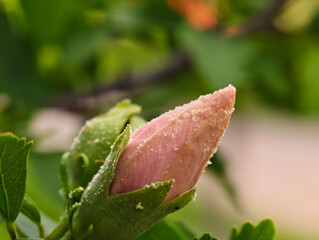 Fototapeta premium Pink Hibiscus Bud Covered in Pollen with Green Sepals 