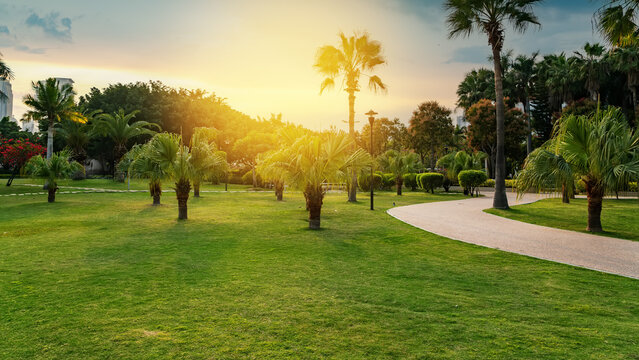 Sunny Park Landscape with Palm Trees and Green Lawn
