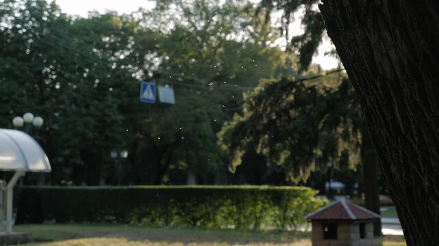 Close-up of tiny flying insects swarming around a tree in a sunlit park. A hedge, pedestrian crossing sign, and quiet street appear softly blurred in the background.