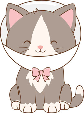 Cute Cat Wearing Vet Collar
