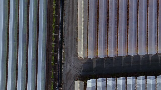 Top down forward flight over intersecting plastic greenhouse tunnel sections revealing geometric patterns of parallel rows divided by a dirt farm road from above