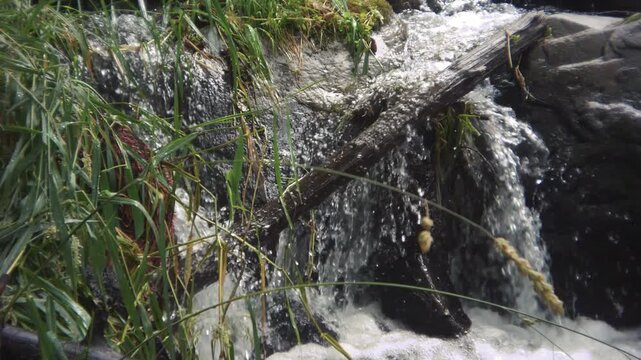 a flowing creek in a remote forest area during an overcast and slightly rainy day.