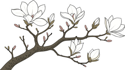 Hand-drawn of a flowering magnolia branch with white blossoms and closed buds on a dark brown stem on a white background © Shakib