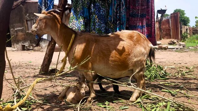 Traditional goat farming in West Africa supporting rural livelihoods through sustainable livestock rearing and local agricultural practices.