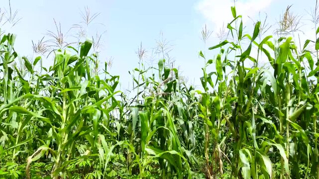 Healthy maize plants thriving across fertile farmland under favorable growing conditions producing strong yields for harvest season.