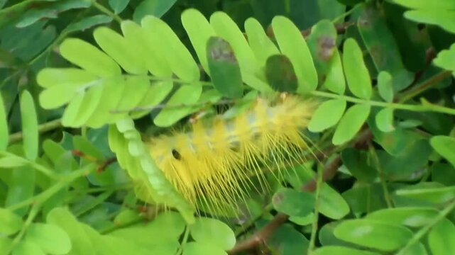 Close-up macro of a vibrant yellow tussock moth caterpillar with long fluffy hair crawling from right to left on lush green plant leaves in the tropical garden.