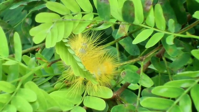 A bright yellow hairy caterpillar changes direction, turns its body around, and crawls towards the right side on green tropical leaves.