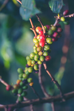 Vertical Close up hands harvest red seed basket robusta arabica plant farm outdoor. Vertical Coffee tree red green bean ripe seed robusta arabica berry harvest coffee garden. Fresh green coffee bean