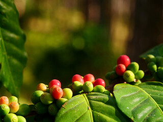 Red ripe coffee bean in Coffee plant farm. Coffee bean tree copy space. Close up fresh red bean...