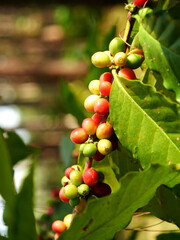 Vertical Ripe Red coffee bean berry plant fresh seed coffee tree growth green eco organic farm. Fresh green bean. plant farm woman Hands harvest raw coffee beans. Red Ripe Nature tropical fruit © aFotostock
