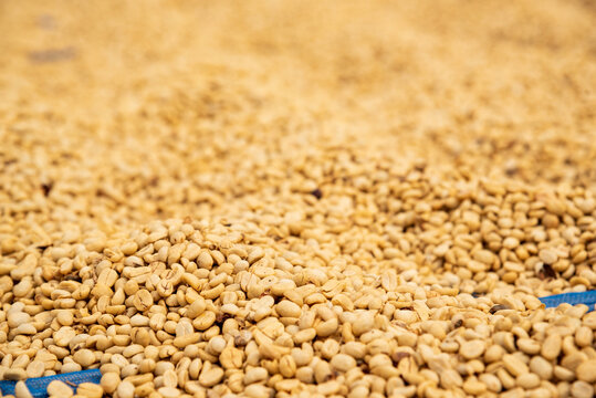 Raw coffee beans heap dry green seed unroasted grain in eco farm. Aroma espresso farm plant coffee bean agriculture objects. Sun dried Freshness Arabica processing harvest black coffee