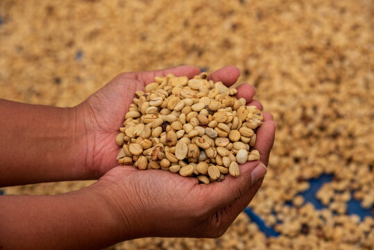Close up Hand with Raw coffee beans heap dry green seed. Farmer's hands selected waste rod unroasted grain in eco farm. Arabica farm plant coffee bean agriculture objects. Sun dried Fresh black coffee