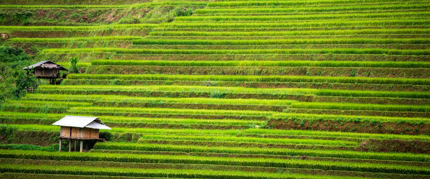 Banner Rice Field Green agriculture ecosystem Asian rice paddy field Vietnam green farm. Banner Harvest planting golden green rice terraces in organic farm tropical natural sunrise with copy space