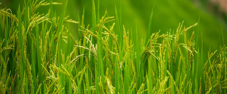 Banner Rice Field Green agriculture ecosystem Asian rice paddy field Vietnam green farm. Banner Harvest planting golden green rice terraces in organic farm tropical natural sunrise with copy space