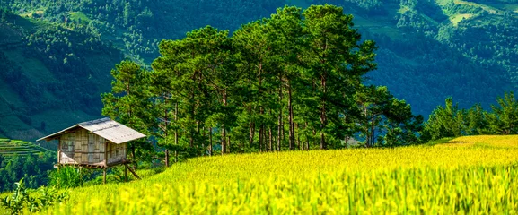 Fotobehang Geel Banner Rice Field Green agriculture ecosystem Asian rice paddy field Vietnam green farm. Banner Harvest planting golden green rice terraces in organic farm tropical natural sunrise with copy space  © aFotostock