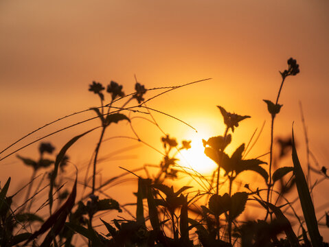 Grass field sunset Beautiful landscape with grasses meadow on sunlight. Countryside heaven amazing field scene grass meadow on sunbeam nature dawn. Sunset dawn landscape vibrant scenery horizontal