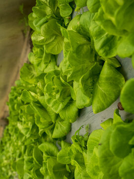 Vertical Cabbage green salad hydroponic cultivate farm. fresh organic hydroponic vegetable green oak lettuce salad eco Farm. Vertical Green Cabbage head flower plant background chlorophyll leaves vein