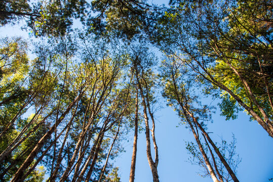 Nature rainforest tropical evergreen jungle. Aerial view forest green tree top view nature from above background landscape wild greenery copy space. Top view tropical rain forest ecology environment