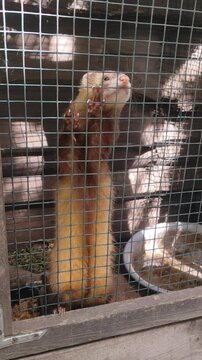 Active Domestic Ferrets Running in Enclosure