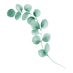 Obraz premium Watercolor Curved Silver Dollar Eucalyptus Branch Isolated on White Background