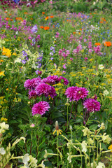 Fototapeta premium Colorful Summer Flower Garden in Full Bloom with Vibrant flowers