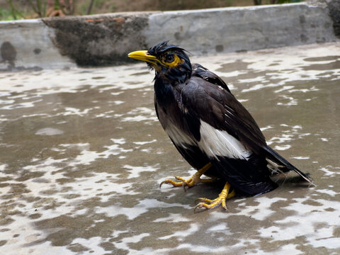 Full body view of soaked common myna bird resting on wet surface.