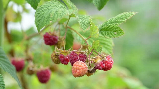 Close up of raspberry berries on bush forming natural fruit background and texture. Fresh organic food pattern with vibrant red color. Macro view of juicy berries in garden, concept of freshness and n