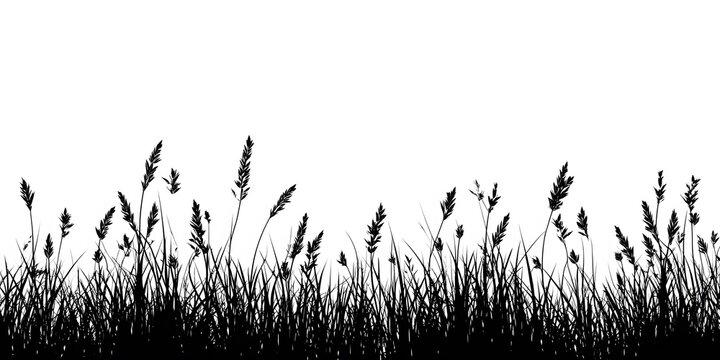 Silhouette of tall grass and reeds against a white background.