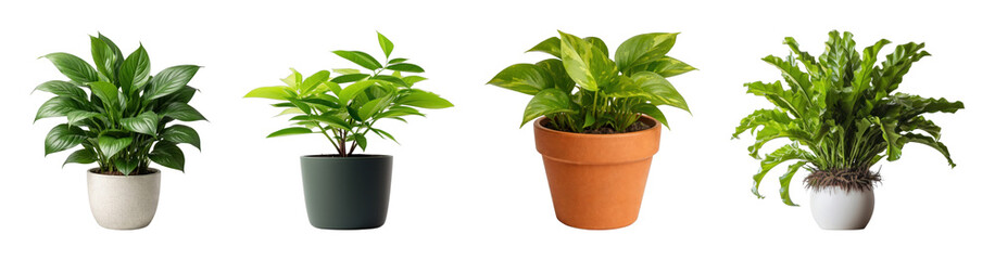 Fototapeta premium PNG Variety of potted green plants in different containers, transparent background