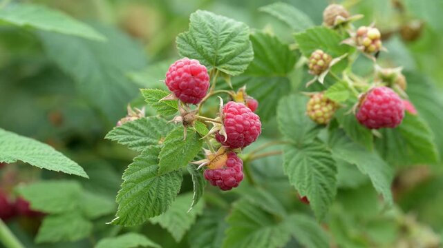 Ripe raspberry berries on bush during summer harvest season, fresh juicy fruit in sunlight. Concept of seasonal agriculture, natural food and countryside picking. Close up of red berries ready to eat 