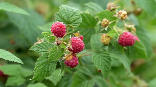 Close up of raspberry berries on bush forming natural fruit background and texture. Fresh organic food pattern with vibrant red color. Macro view of juicy berries in garden, concept of freshness and n