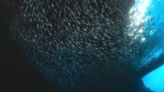 School of small silver fish swimming through dark underwater cave