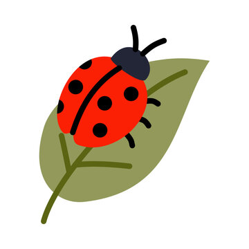 Cute Ladybug on Green Leaf Flat Illustration Isolated on Transparent Background for Nature Garden Spring and Bug Design