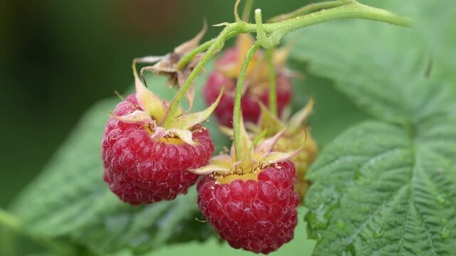 Ripe raspberry berries on bush during summer harvest season, fresh juicy fruit in sunlight. Concept of seasonal agriculture, natural food and countryside picking. Close up of red berries ready to eat 
