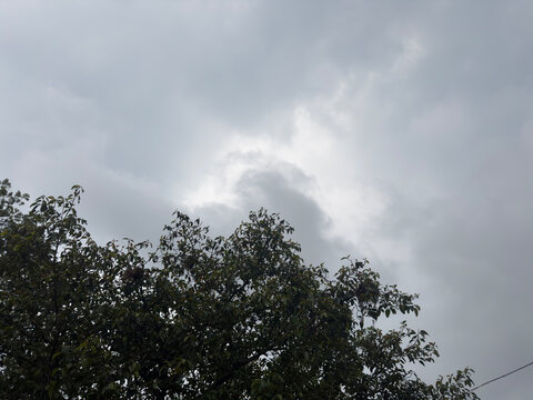 Lush green tree canopy against overcast grey cloudy sky background.