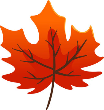 maple leaf vector Illustration Element
