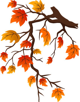 Fall Season Tree Foliage Branch with Orange Color illustration