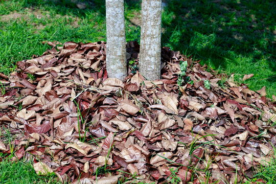 Dry fallen leaves used as natural mulch around a tree to retain moisture, suppress weeds, enrich soil, and support sustainable gardening, composting, and eco-friendly landscaping