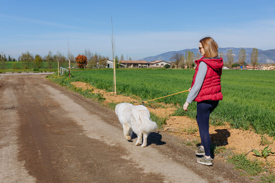 Woman Walking Large White Maremma Sheepdog Along a Rural Country Road